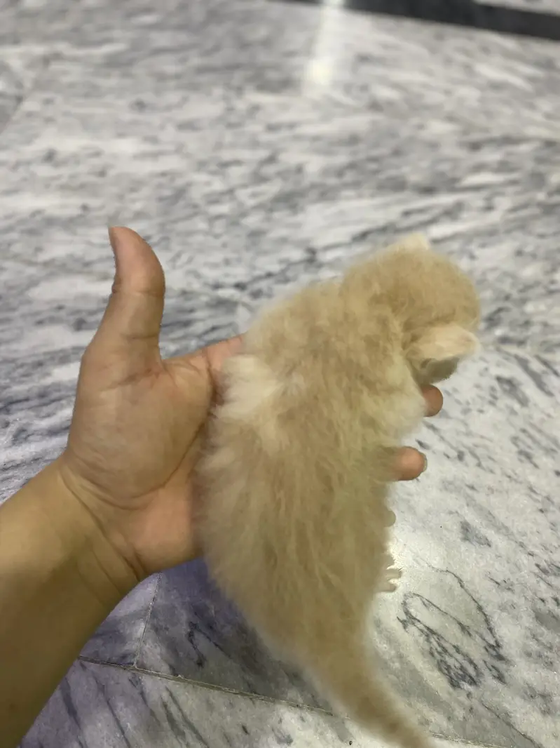 Triple coated Persian cat home cat breed fawn and white n brown babys — photo 10