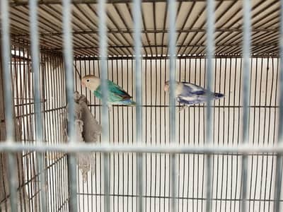 Parrots Available for Sale