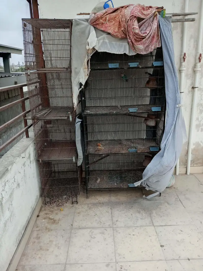Parrots Available for Sale — photo 2