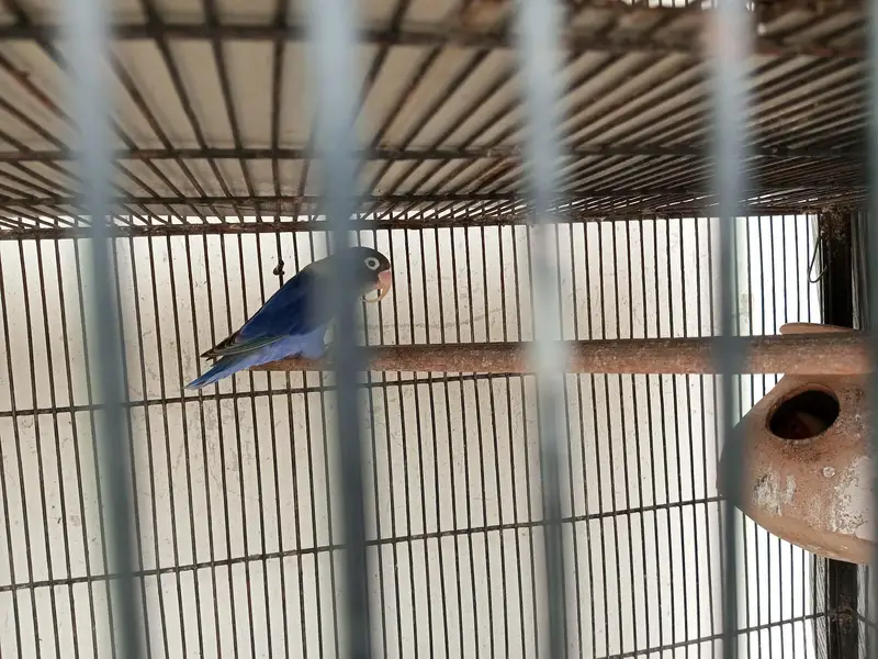 Parrots Available for Sale — photo 3