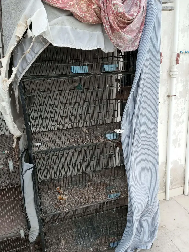 Parrots Available for Sale — photo 4