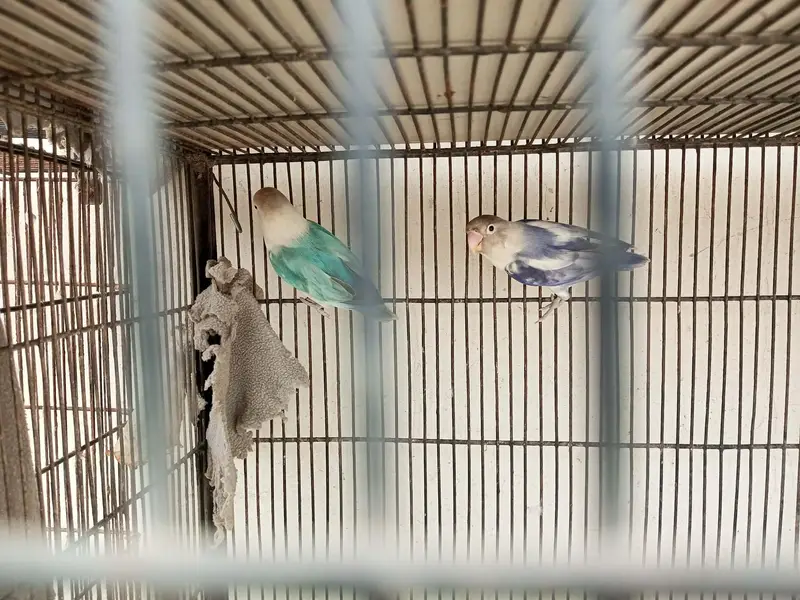Parrots Available for Sale — photo 5