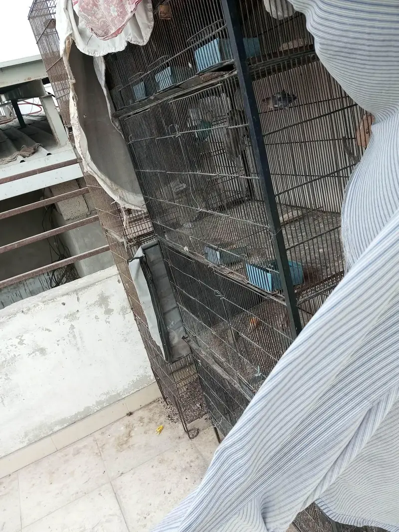Parrots Available for Sale — photo 6