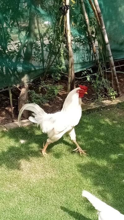 beautiful aseel Heera murgay and aseel murgiya for sale