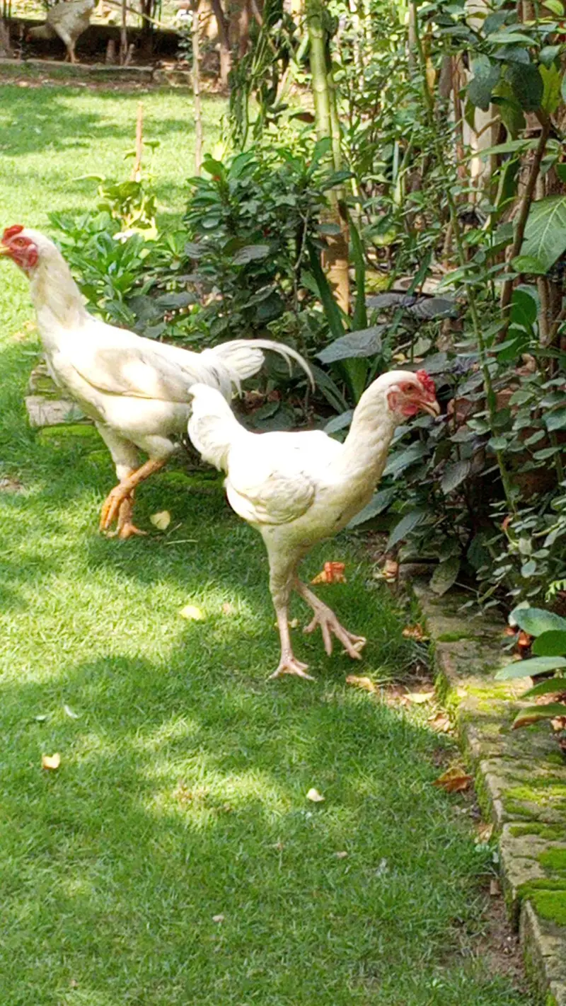beautiful aseel Heera murgay and aseel murgiya for sale — photo 2