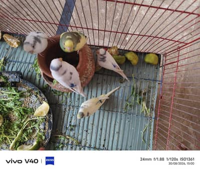 African parrot for sale green and white colour pair 3 pair