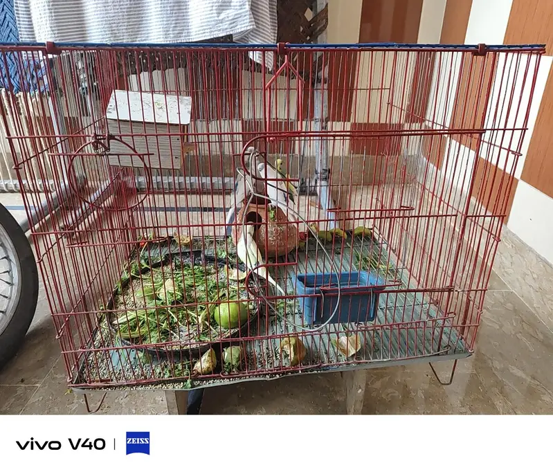 African parrot for sale green and white colour pair 3 pair — photo 2