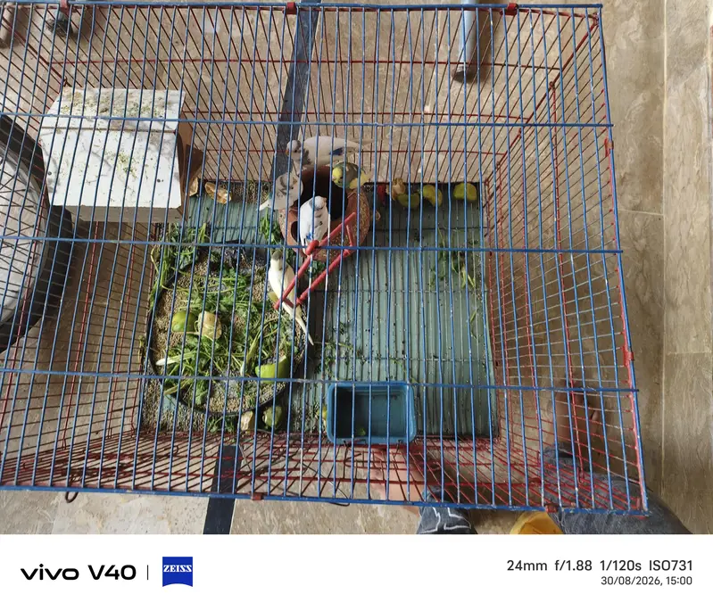African parrot for sale green and white colour pair 3 pair — photo 3