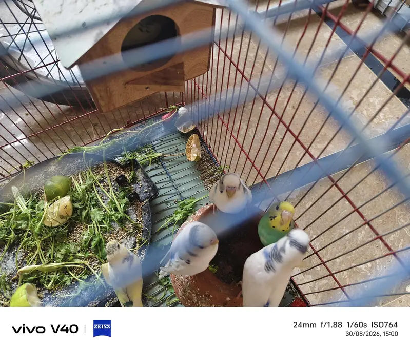 African parrot for sale green and white colour pair 3 pair — photo 4