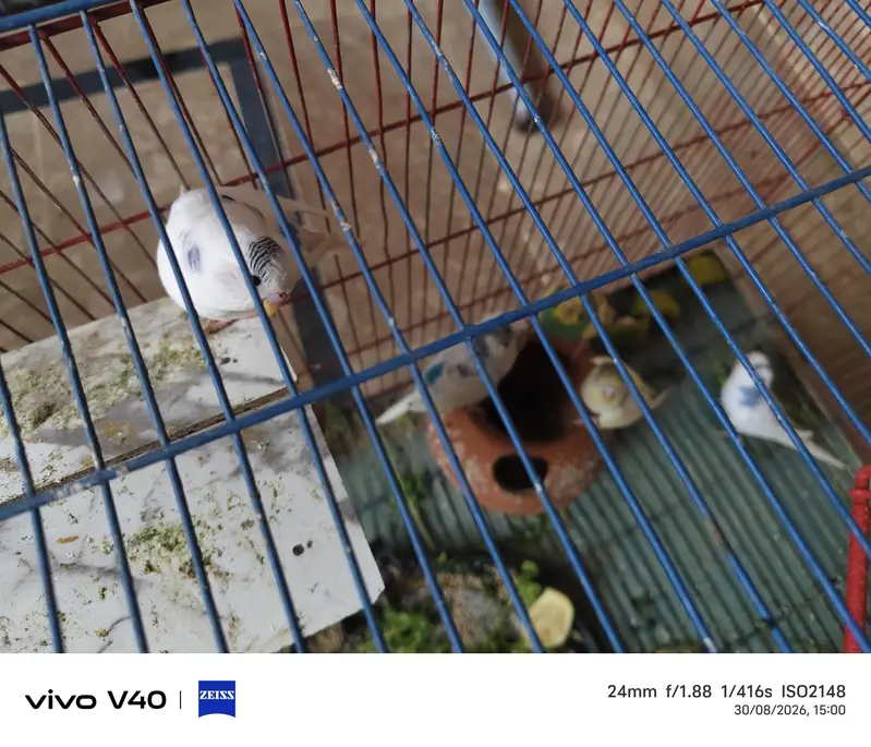 African parrot for sale green and white colour pair 3 pair — photo 5
