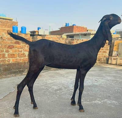 HIGH TOP QUALITY NAGRA BAKRI