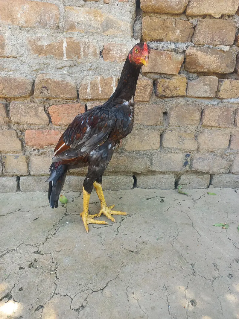 Exchange possible only with Aseel Madi. Price kam bhi ho jaye gi. — photo 2