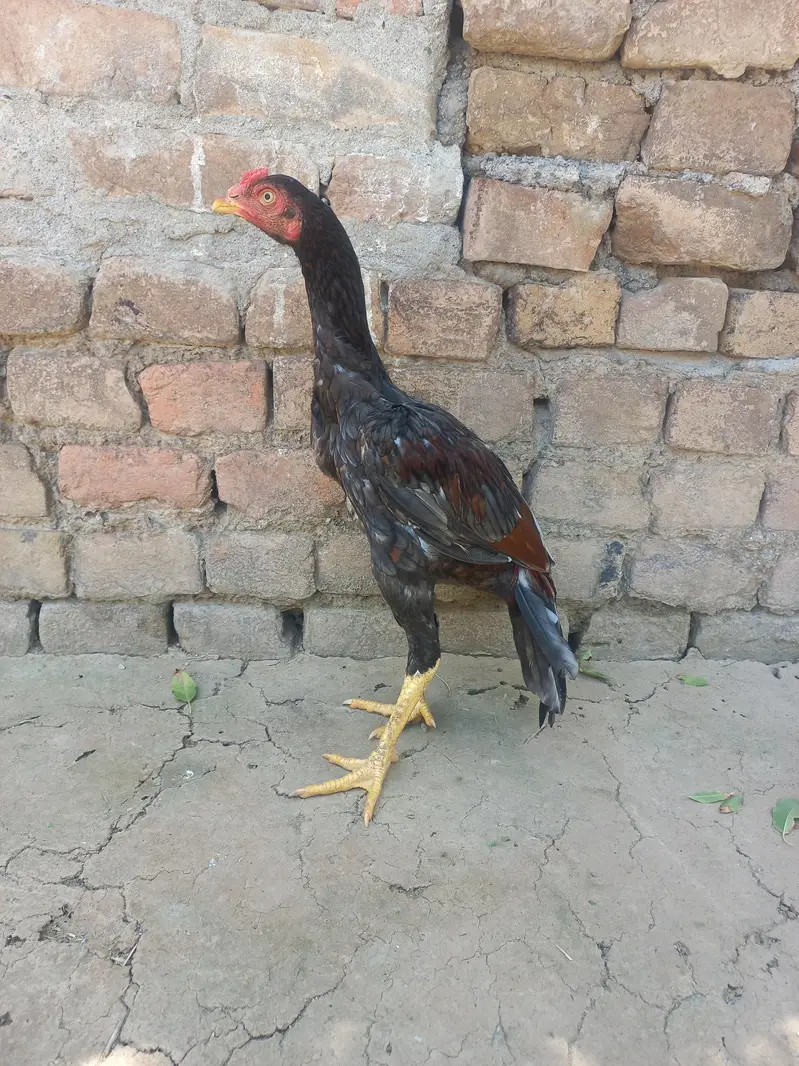 Exchange possible only with Aseel Madi. Price kam bhi ho jaye gi. — photo 3