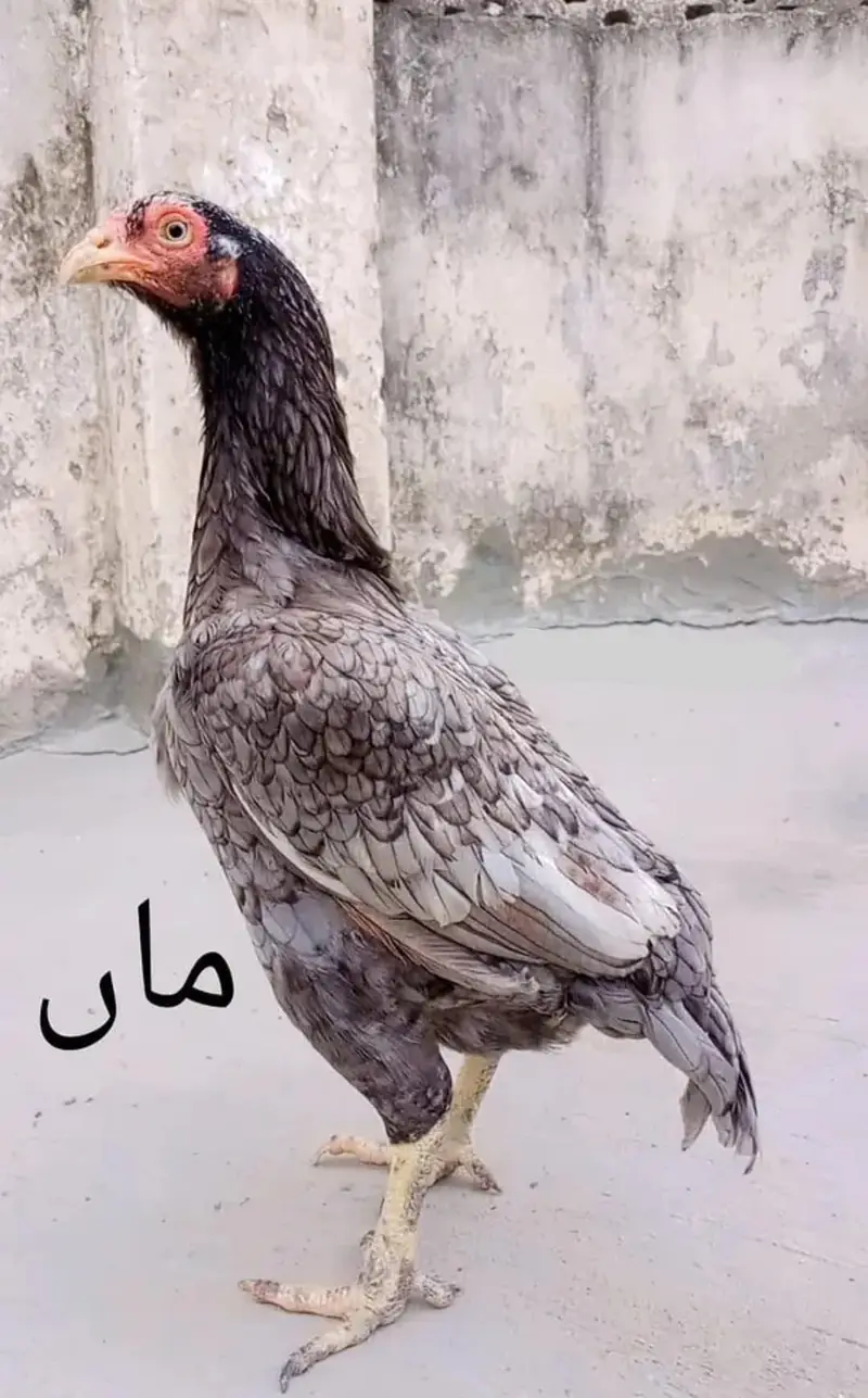 Exchange possible only with Aseel Madi. Price kam bhi ho jaye gi. — photo 6