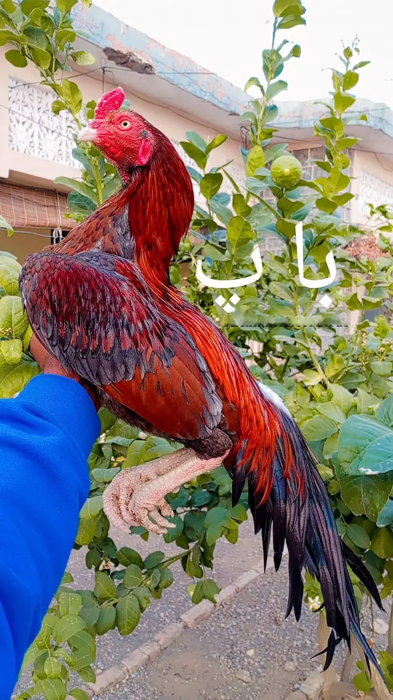 Exchange possible only with Aseel Madi. Price kam bhi ho jaye gi. — photo 7