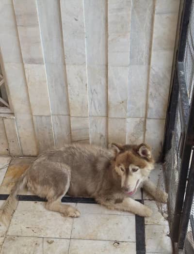Female Siberian Husky Breeder – Vaccinated & Healthy | Brown Coat