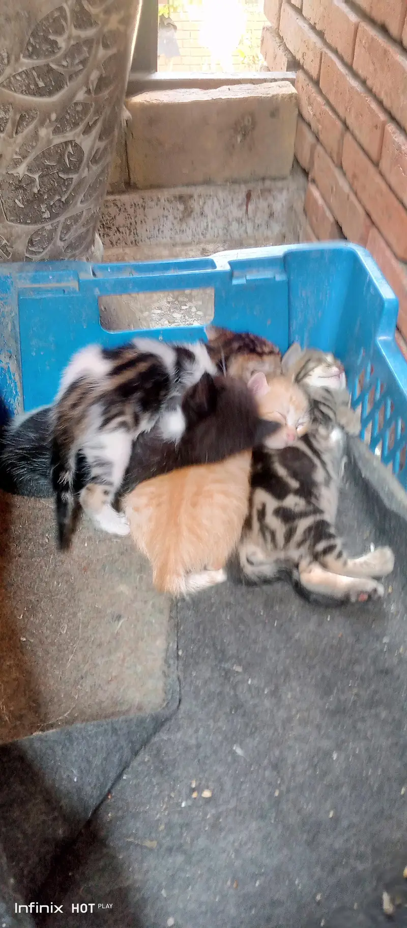 ready for pet lovers only — photo 3
