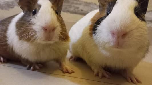 guinea pigs 2 adults 2 babies