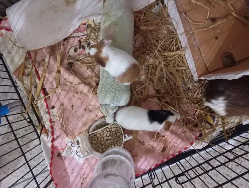 guinea pigs 2 adults 2 babies — photo 2