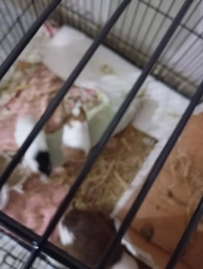 guinea pigs 2 adults 2 babies — photo 3