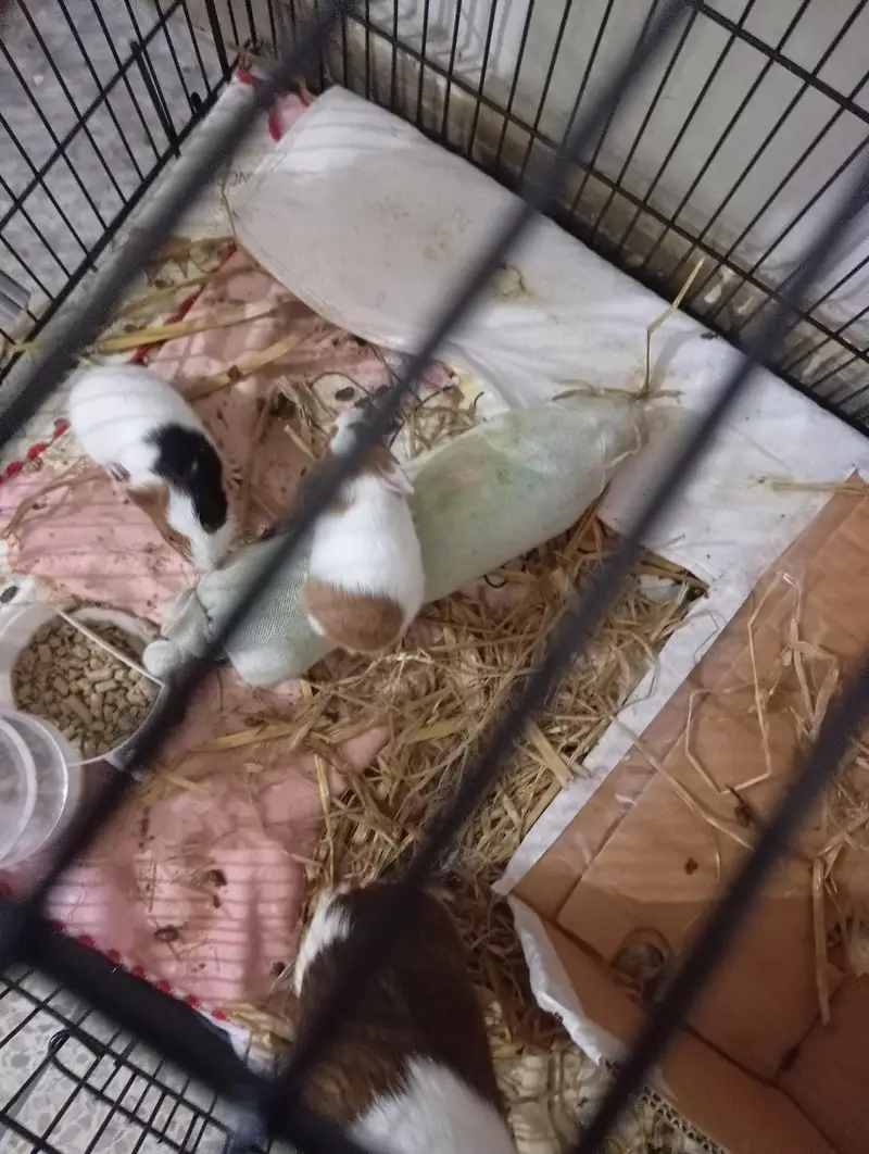 guinea pigs 2 adults 2 babies — photo 4