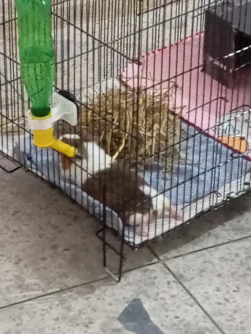 guinea pigs 2 adults 2 babies — photo 5