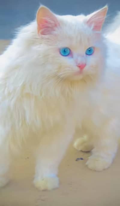 cat for sale