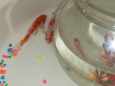 GoldFish+Aquarium