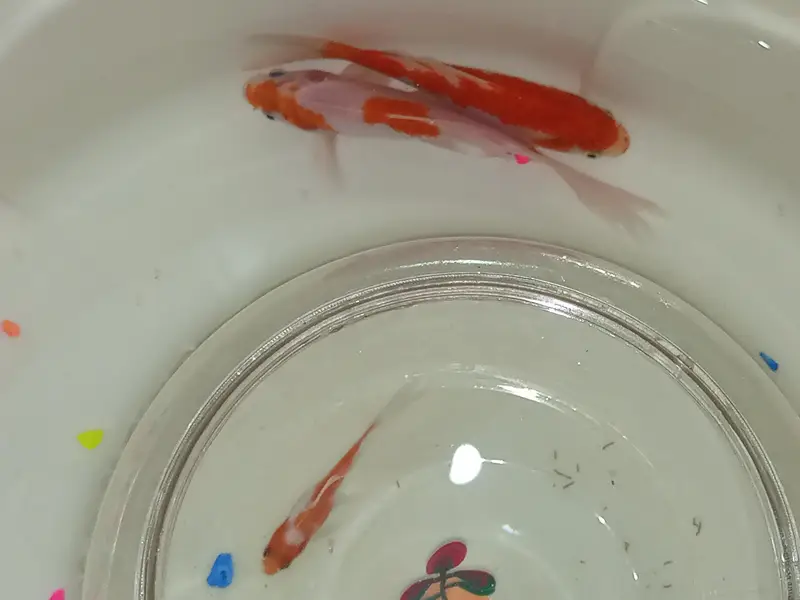 GoldFish+Aquarium — photo 2