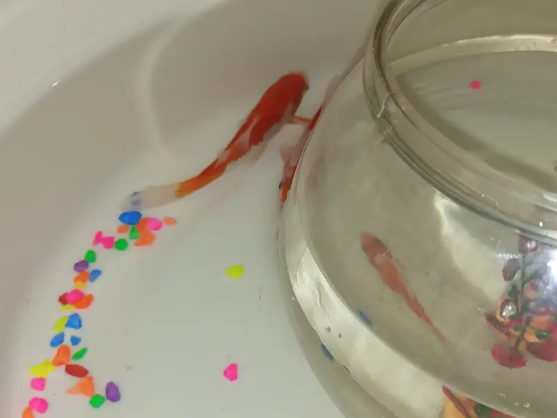 GoldFish+Aquarium — photo 3