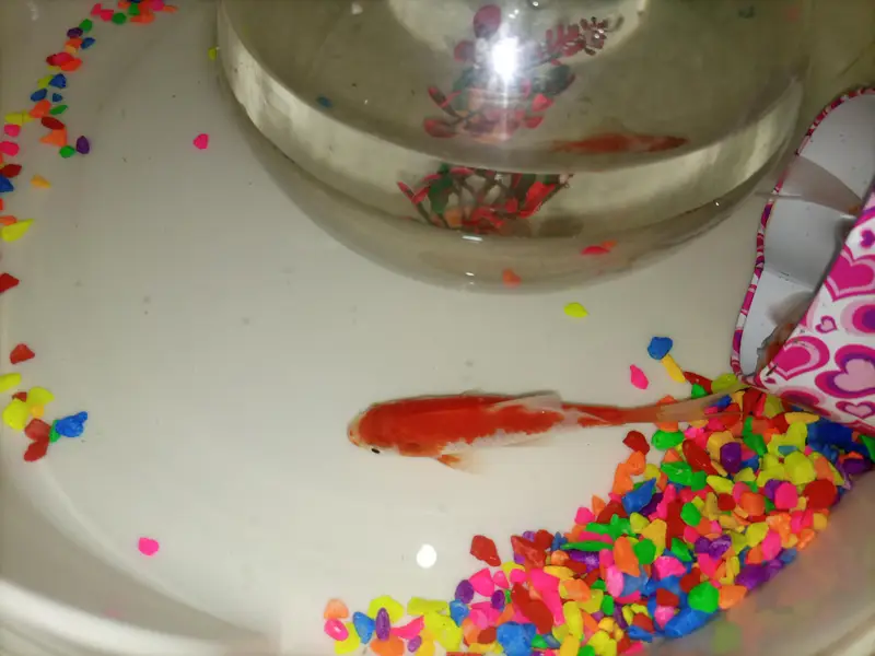 GoldFish+Aquarium — photo 4