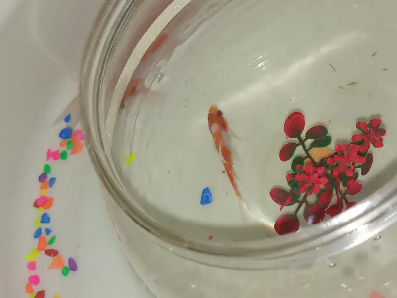 GoldFish+Aquarium — photo 5