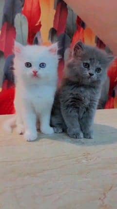 Persian cat for sale male or female my WhatsApp number3093105682