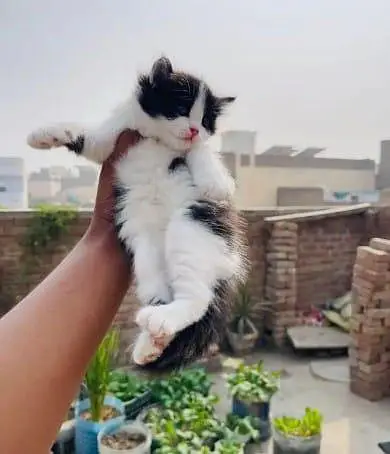 Persian cat for sale male or female my WhatsApp number3093105682 — photo 3