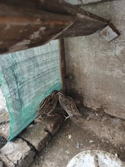 Breeder quail batair