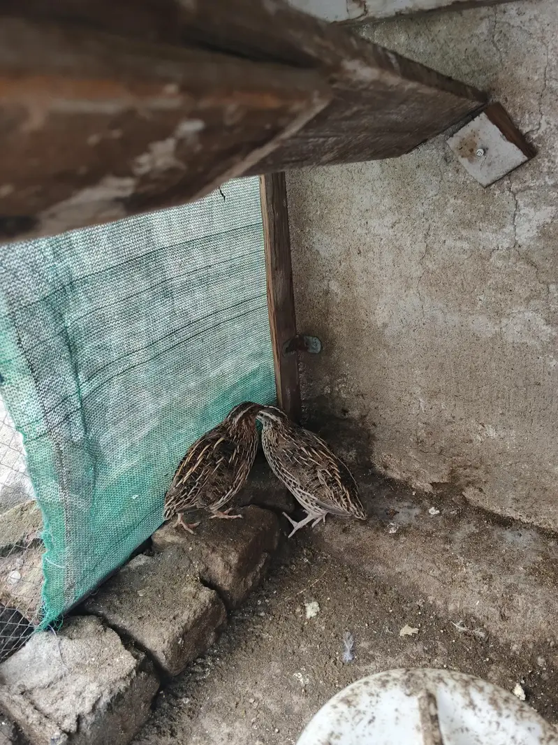 Breeder quail batair