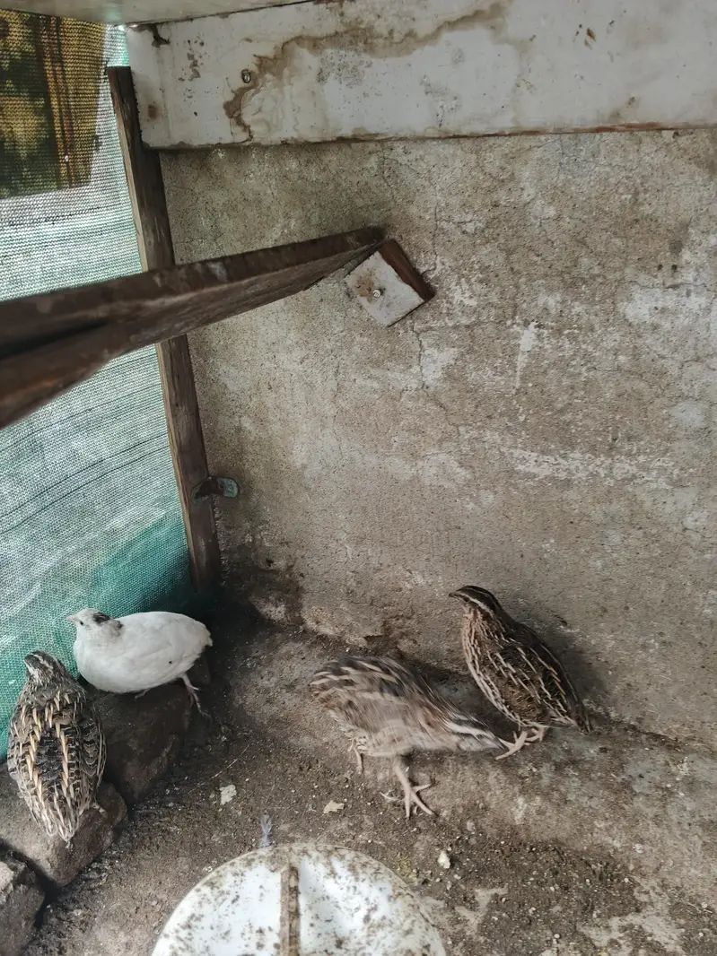 Breeder quail batair — photo 2