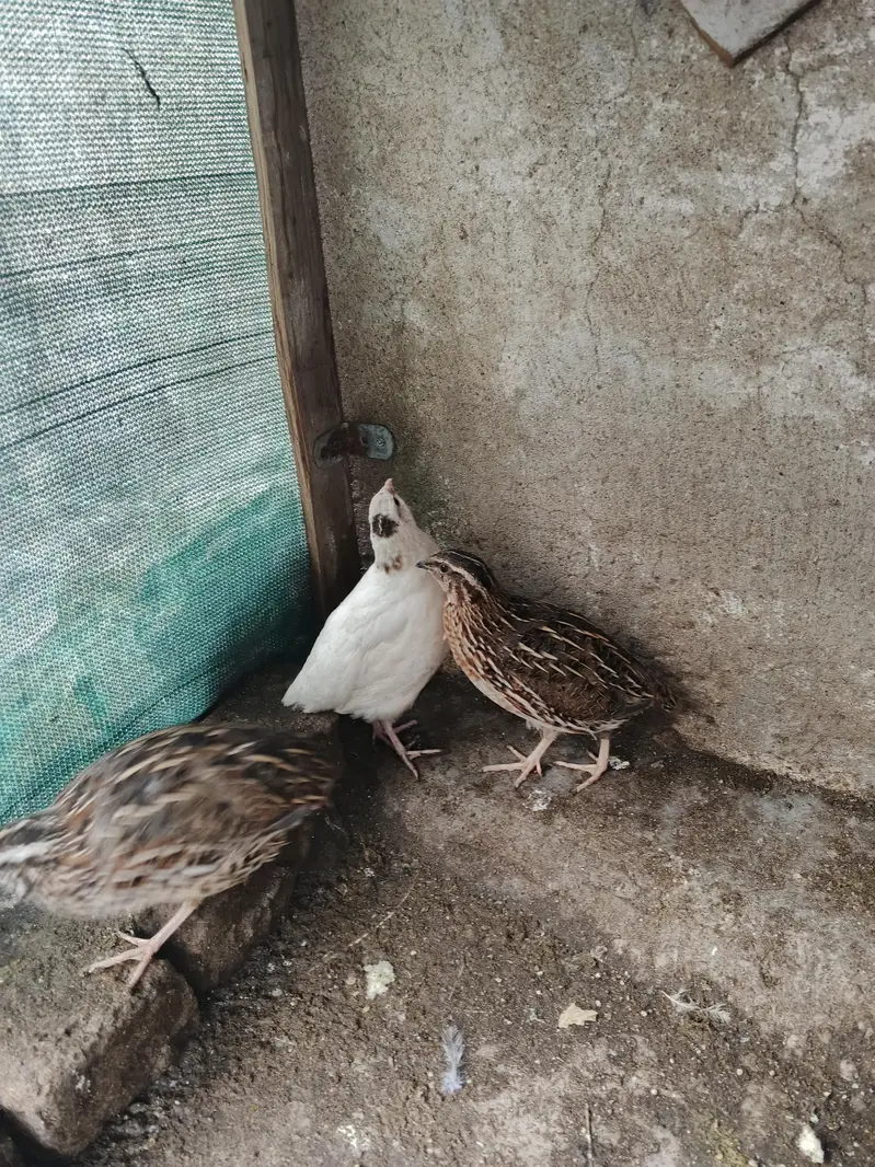 Breeder quail batair — photo 3