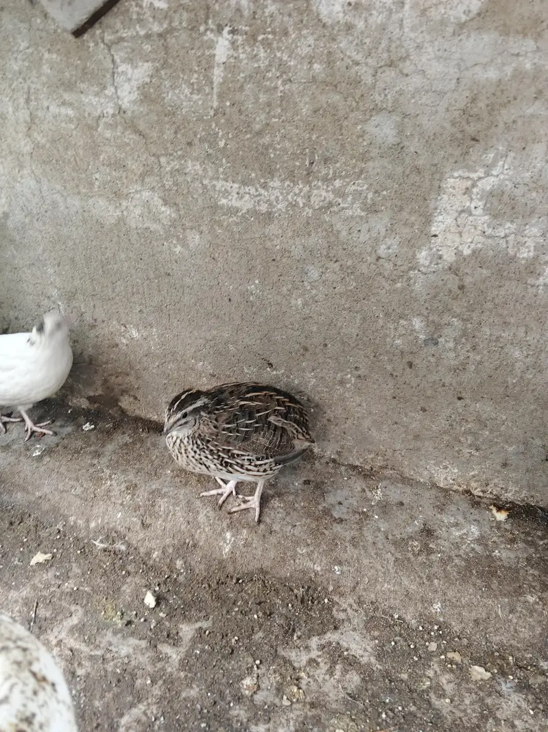 Breeder quail batair — photo 4