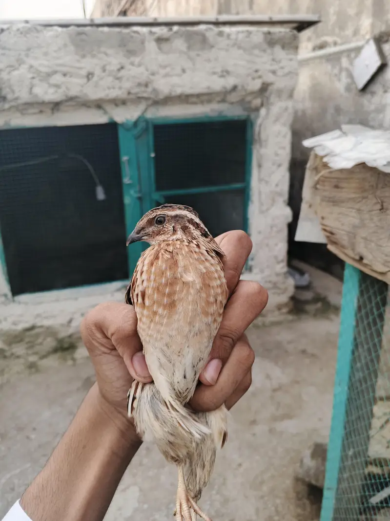 Breeder quail batair — photo 5