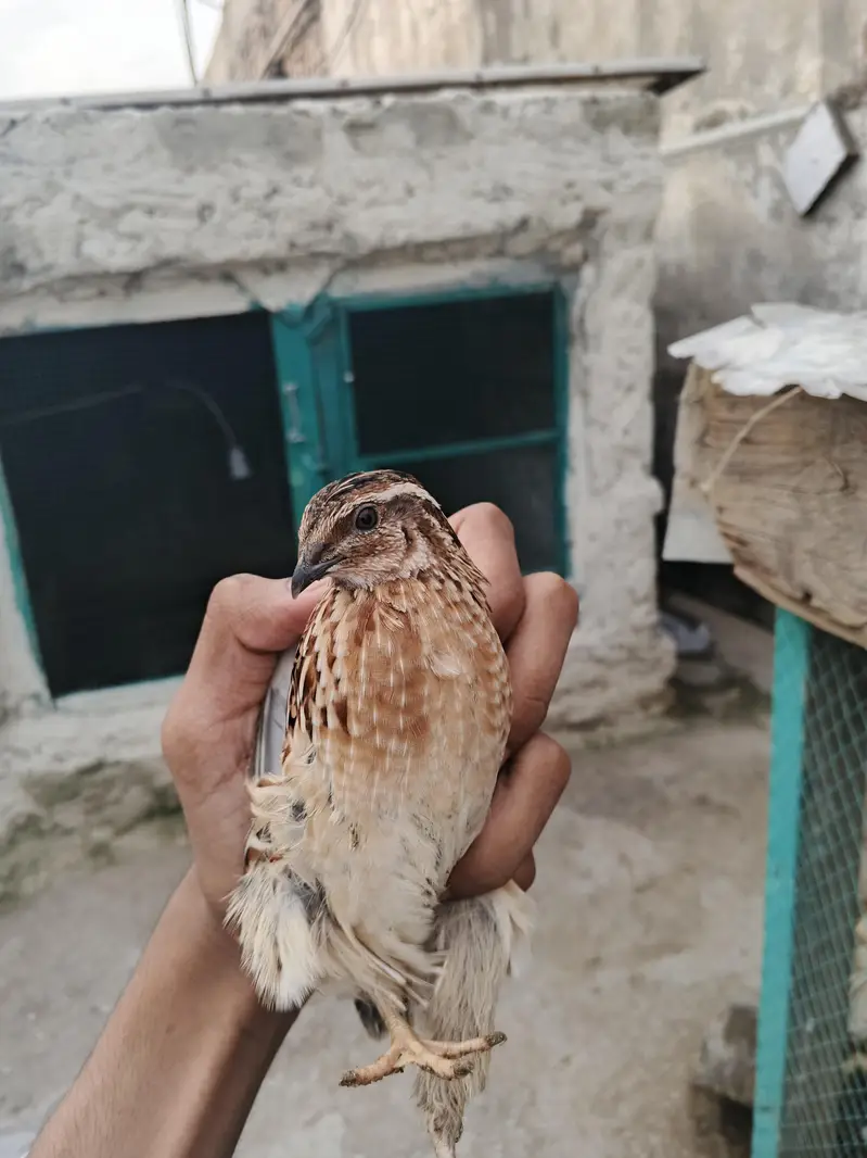 Breeder quail batair — photo 6