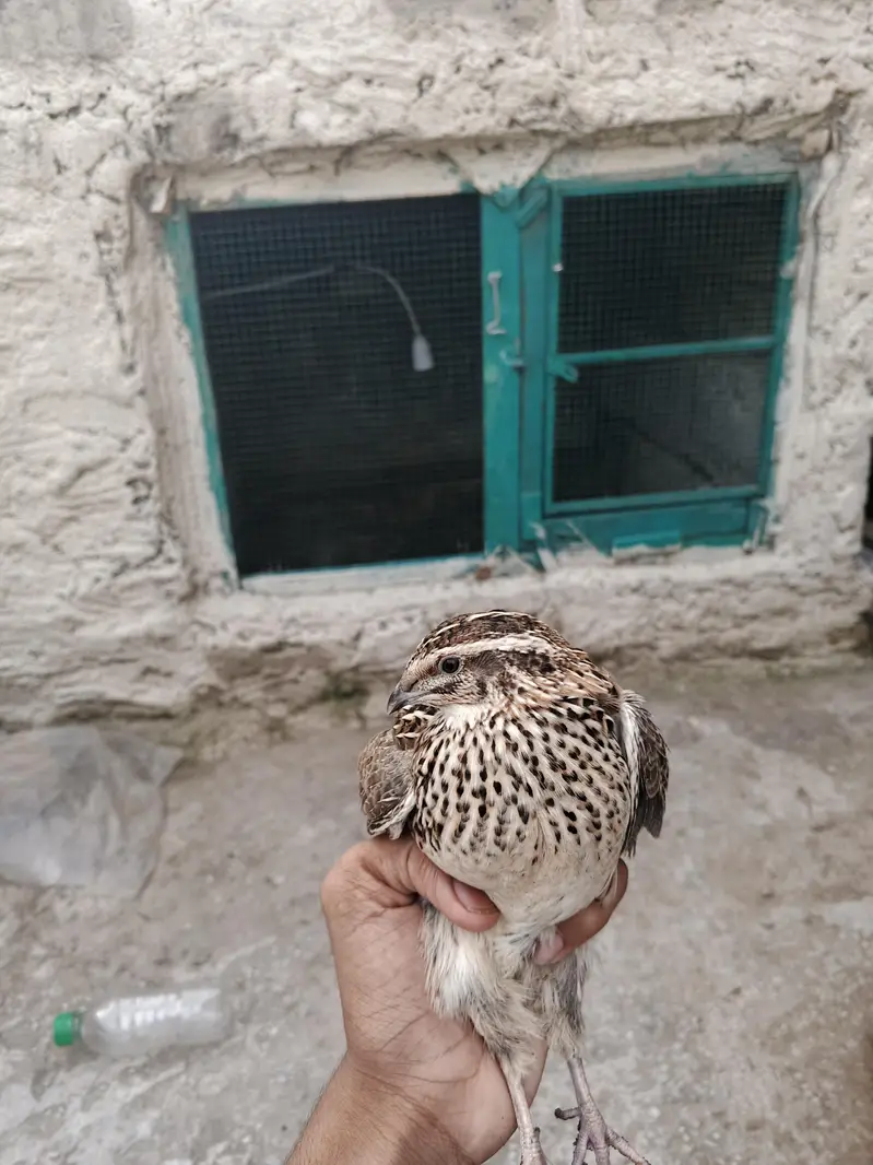 Breeder quail batair — photo 7