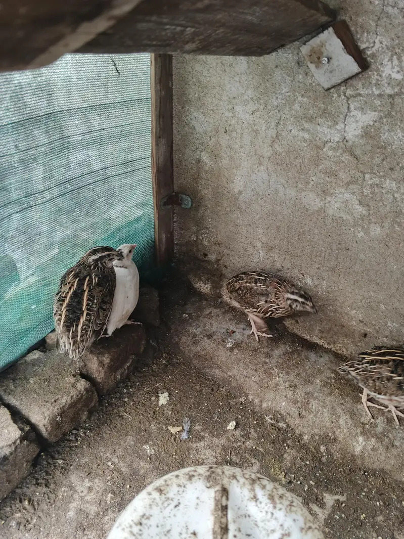 Breeder quail batair — photo 8