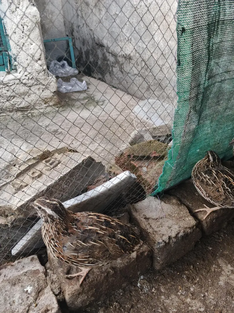 Breeder quail batair — photo 9