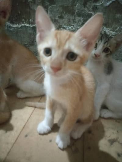 Cute Kitten well trained