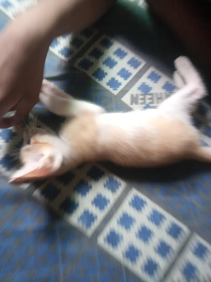 Cute Kitten well trained — photo 2