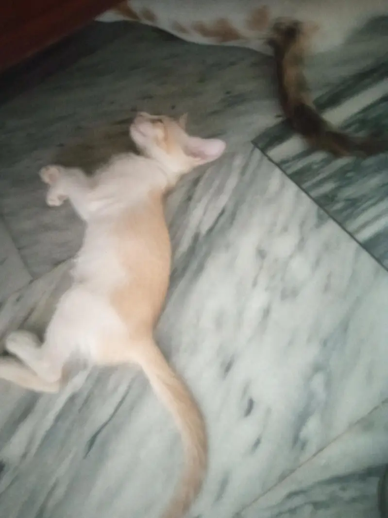 Cute Kitten well trained — photo 3