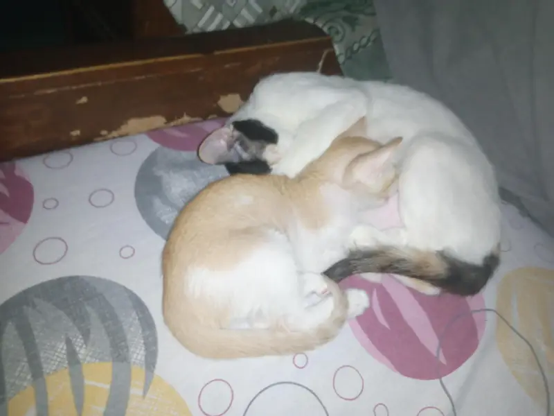 Cute Kitten well trained — photo 4