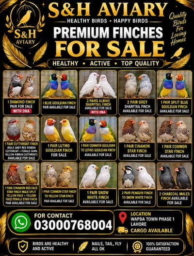 Exotic finches available for sale