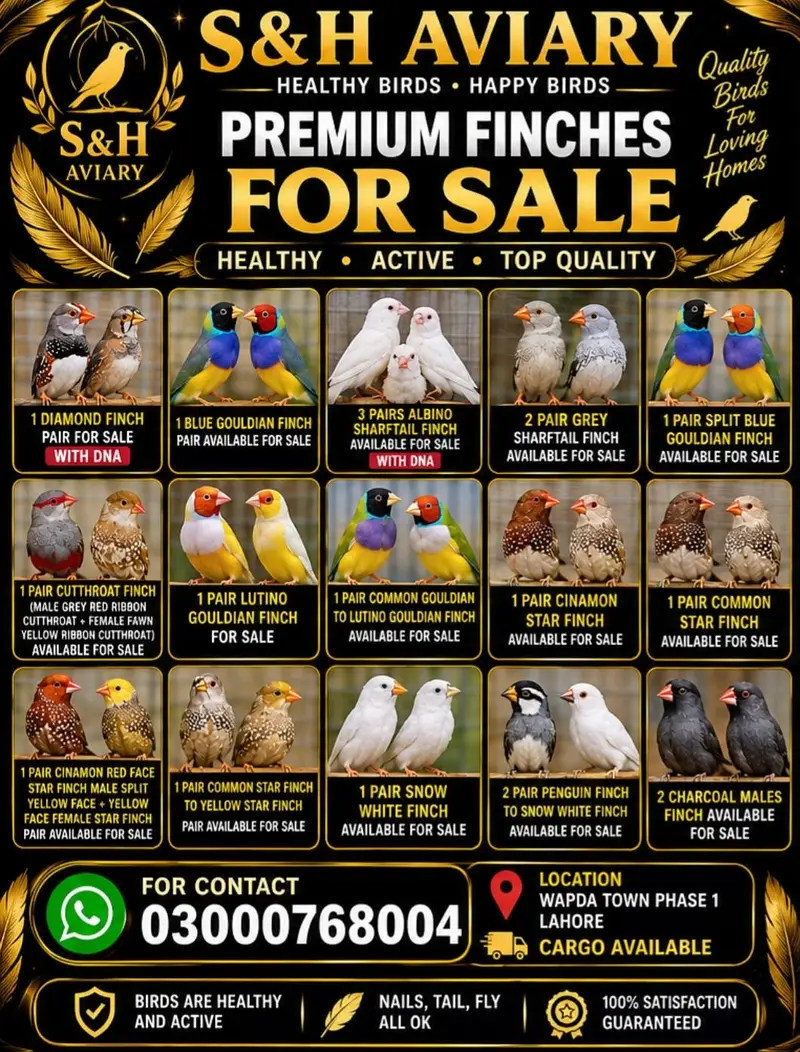 Exotic finches available for sale